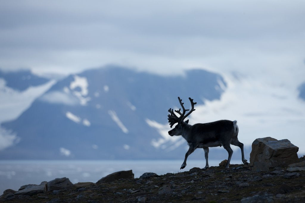 Detail of Reindeer, Svalbard, Norway by Anonymous