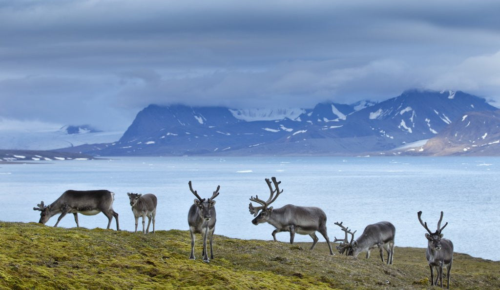 Detail of Reindeer, Svalbard, Norway by Corbis