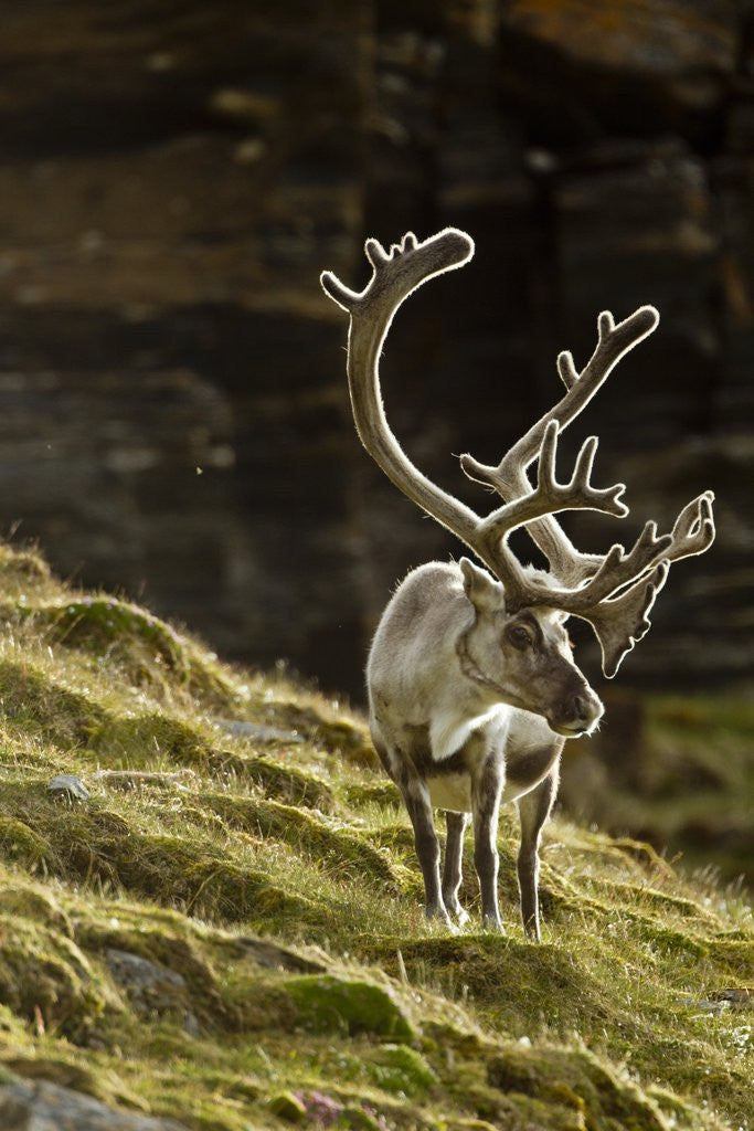 Detail of Reindeer, Svalbard, Norway by Anonymous