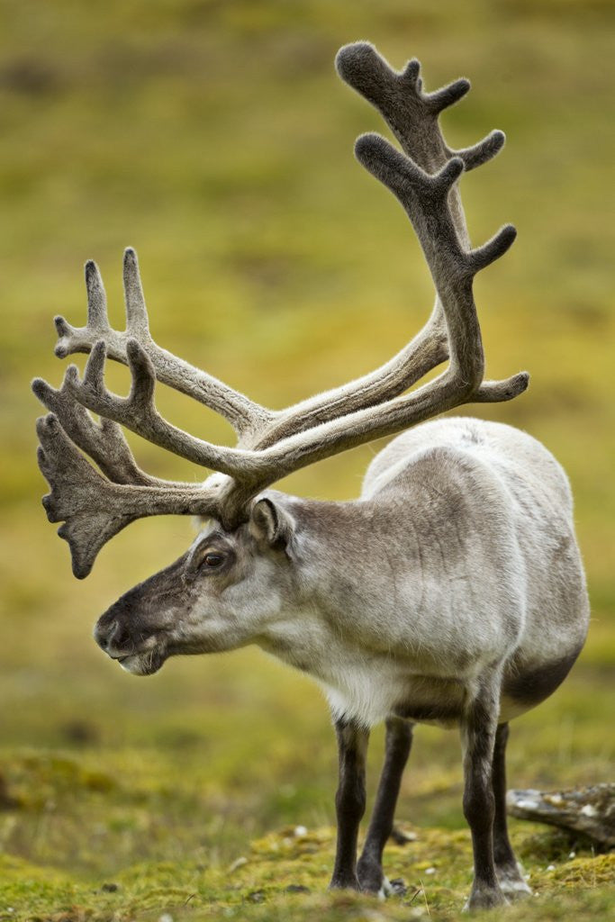 Detail of Reindeer, Svalbard, Norway by Anonymous