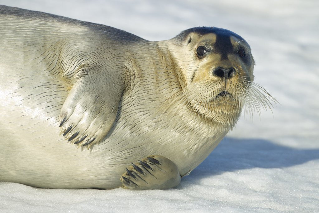 Detail of Bearded Seal, Svalbard, Norway by Anonymous