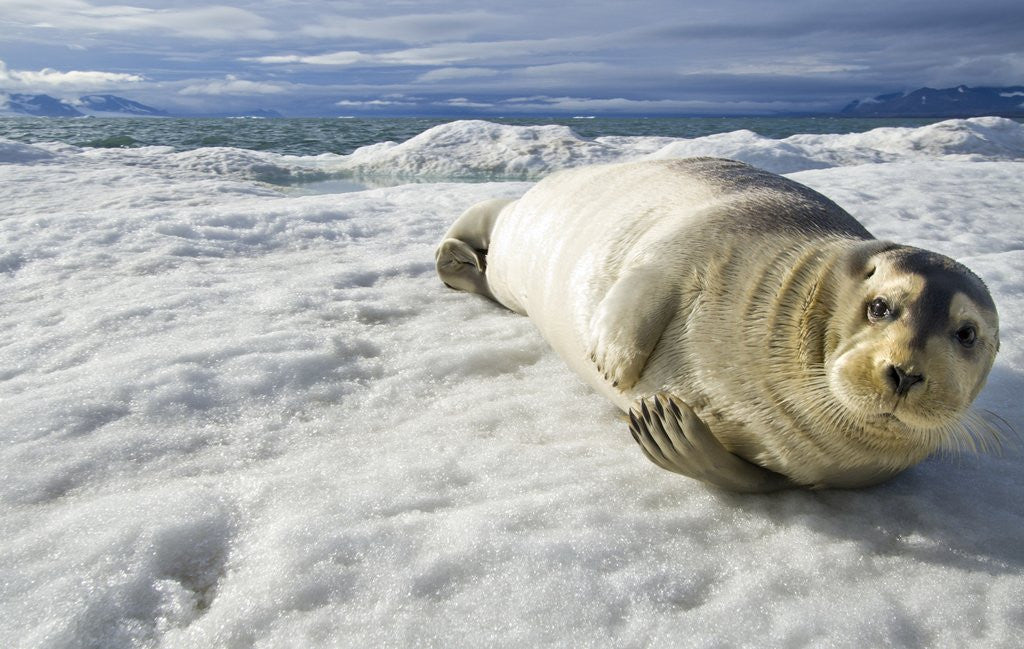 Detail of Bearded Seal, Svalbard, Norway by Corbis