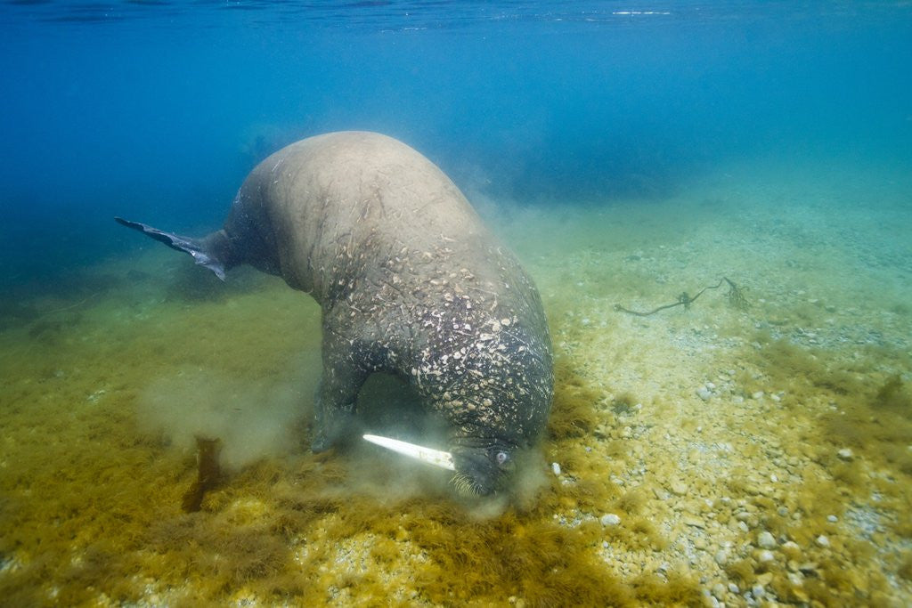 Detail of Walrus, Svalbard, Norway by Anonymous