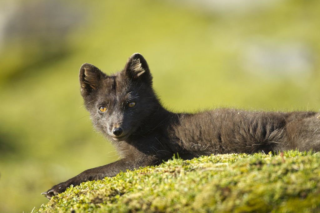 Detail of Arctic Fox, Svalbard, Norway by Anonymous