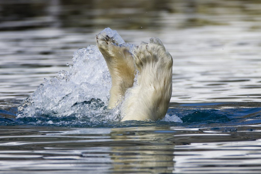Detail of Polar Bear, Svalbard, Norway by Anonymous
