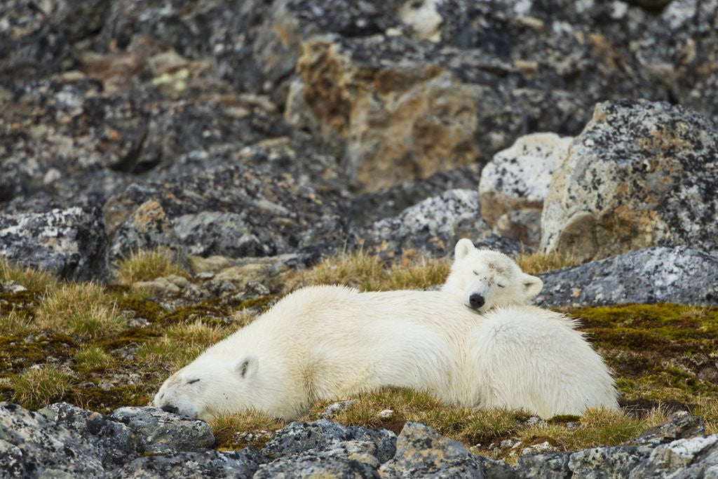 Detail of Polar Bear, Svalbard, Norway by Anonymous