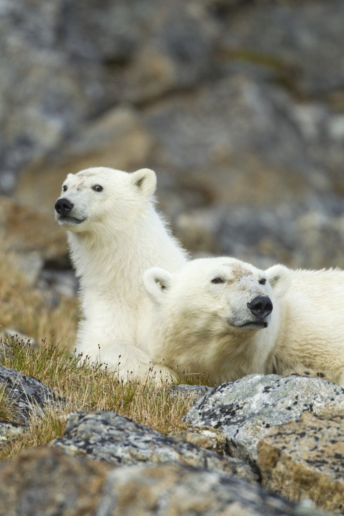 Detail of Polar Bear, Svalbard, Norway by Anonymous