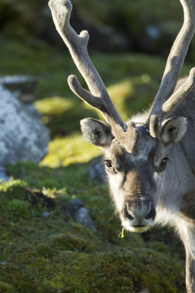 Detail of Reindeer, Svalbard, Norway by Anonymous