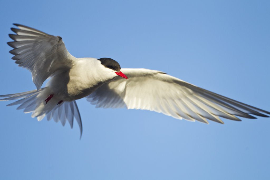 Detail of Arctic Tern, Svalbard, Norway by Anonymous