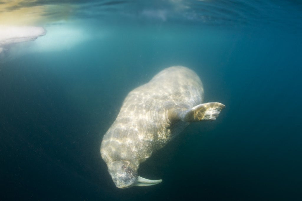 Detail of Walrus, Svalbard, Norway by Anonymous