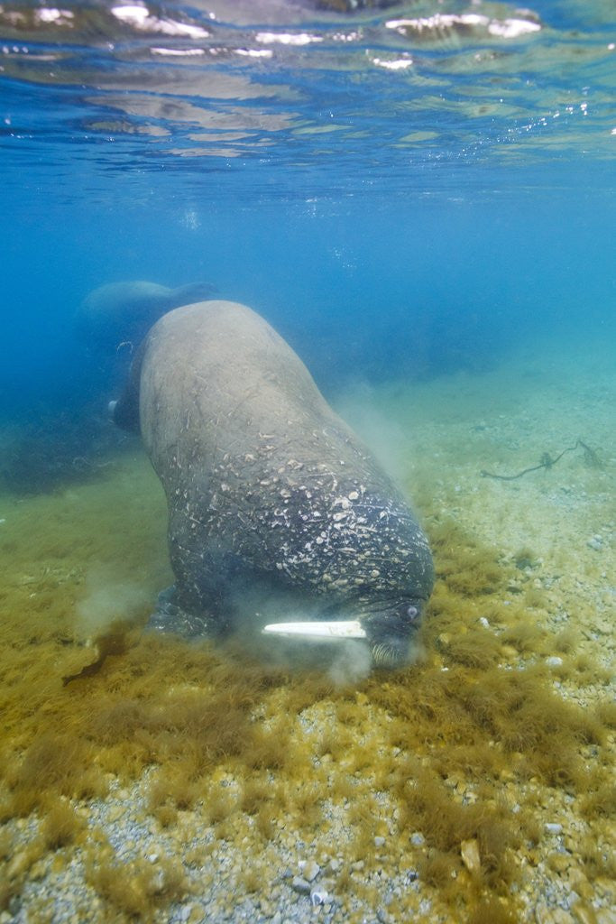 Detail of Walrus, Svalbard, Norway by Anonymous