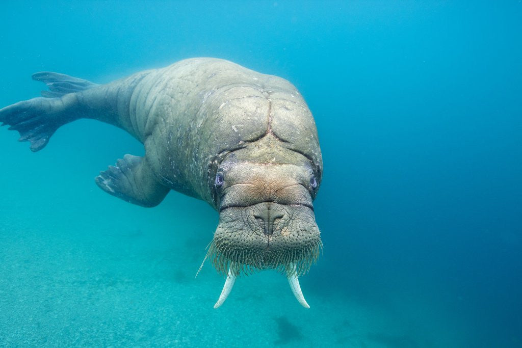 Detail of Walrus, Svalbard, Norway by Anonymous