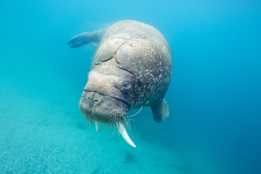 Detail of Walrus, Svalbard, Norway by Anonymous