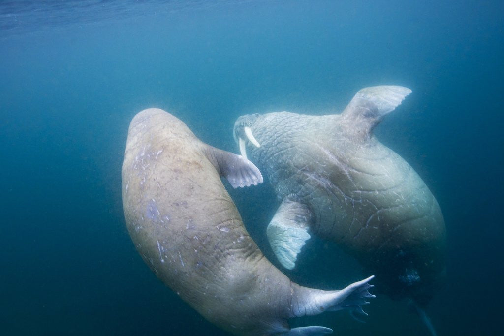 Detail of Walrus, Svalbard, Norway by Anonymous