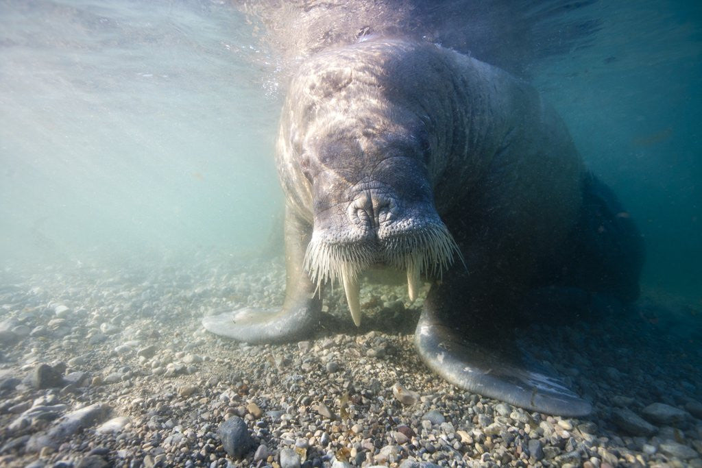 Detail of Walrus, Svalbard, Norway by Anonymous