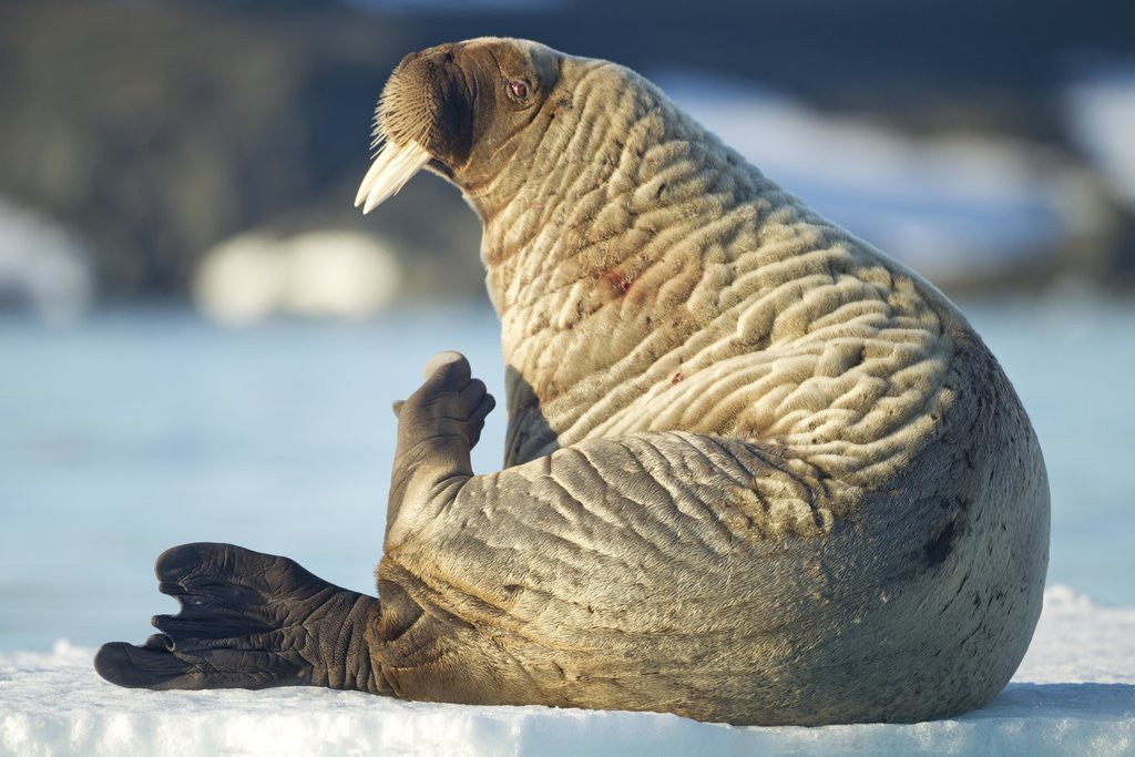 Detail of Walrus, Svalbard, Norway by Anonymous