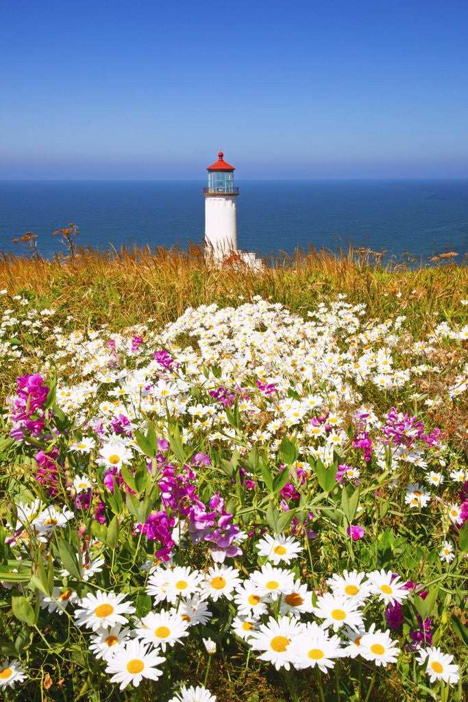 Detail of wildflwers at North Head Lighthouse, Washington State, Pacific Ocean, Pacific Northwest. by Anonymous