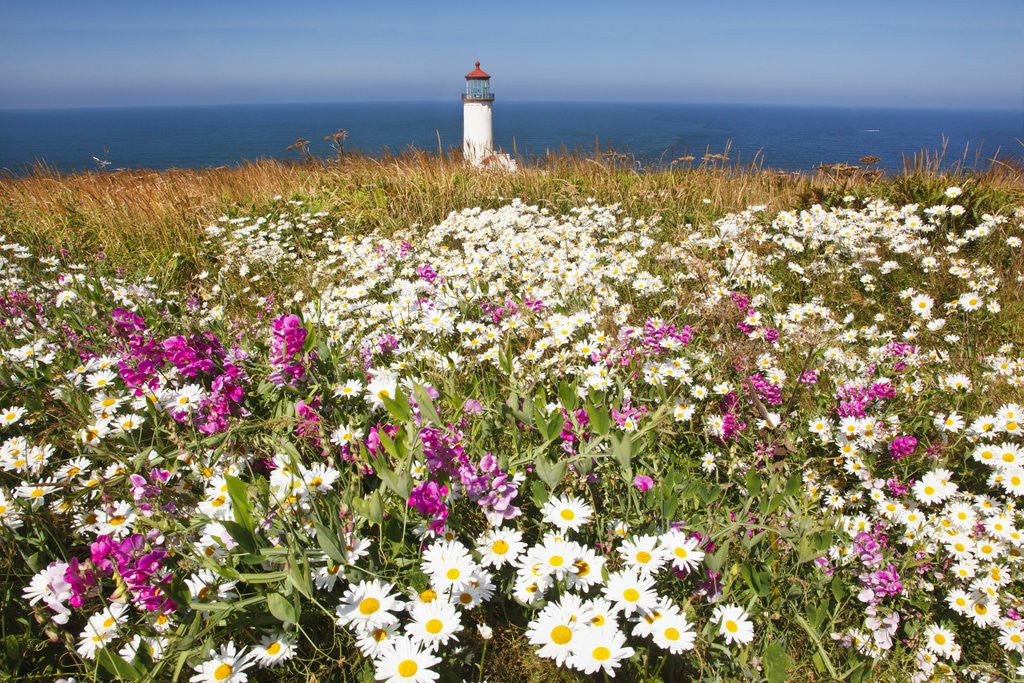 wildflwers at North Head Lighthouse, Washington State, Pacific Ocean, Pacific Northwest. by Corbis