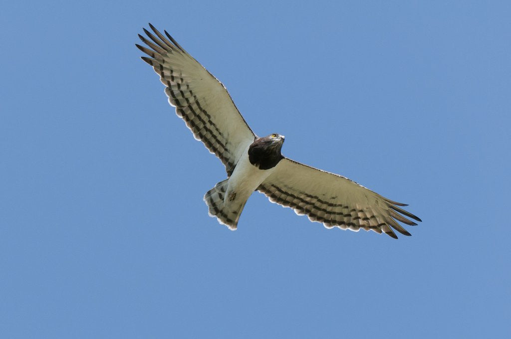 Detail of Black Chested Snake Eagle (Circaetus pectoralis) in blue sky by Anonymous