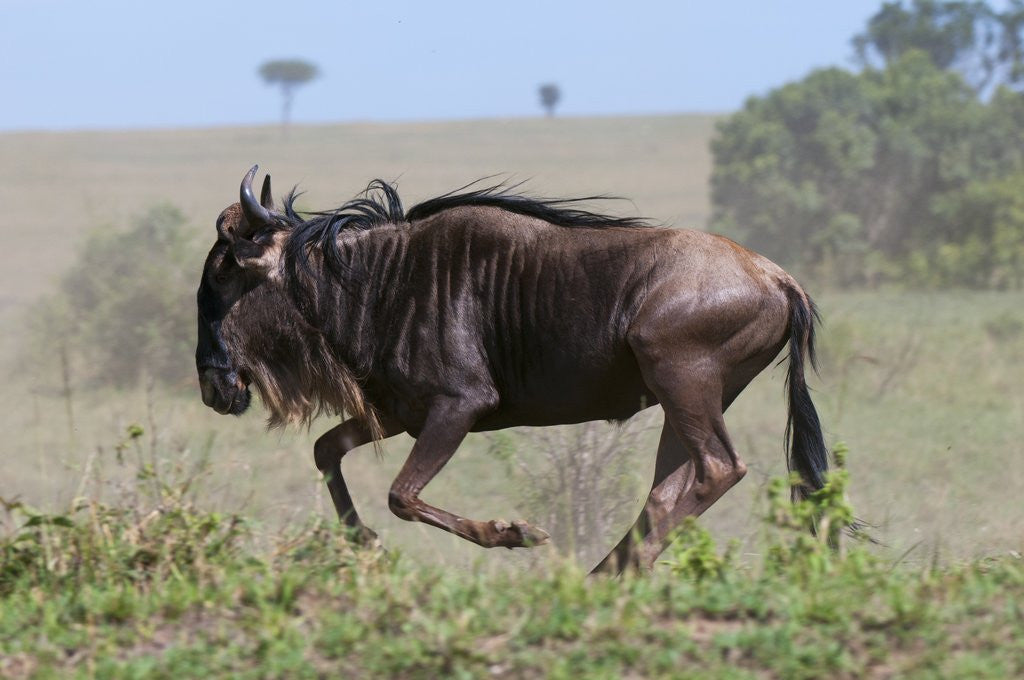 Detail of Wildebeest (Connochaetes taurinus) by Anonymous