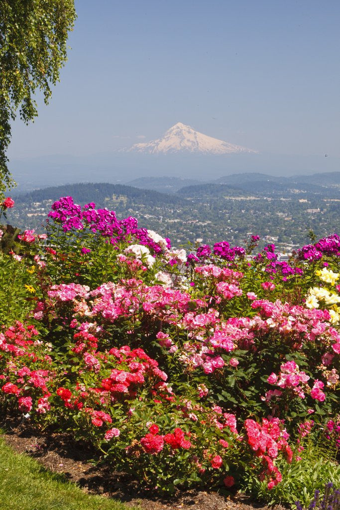 Detail of rose garden adds beauty to Mt.Hood from Pittock Mansion. Portland Oregon. Pacific Northwest. by Anonymous