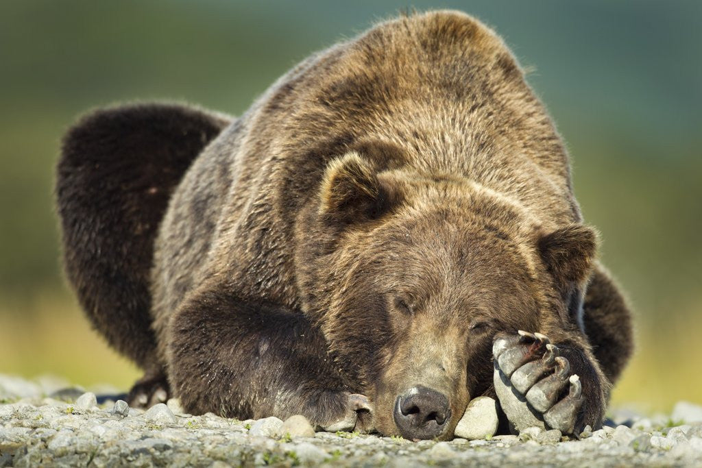 Detail of Brown Bear, Katmai National Park, Alaska by Anonymous