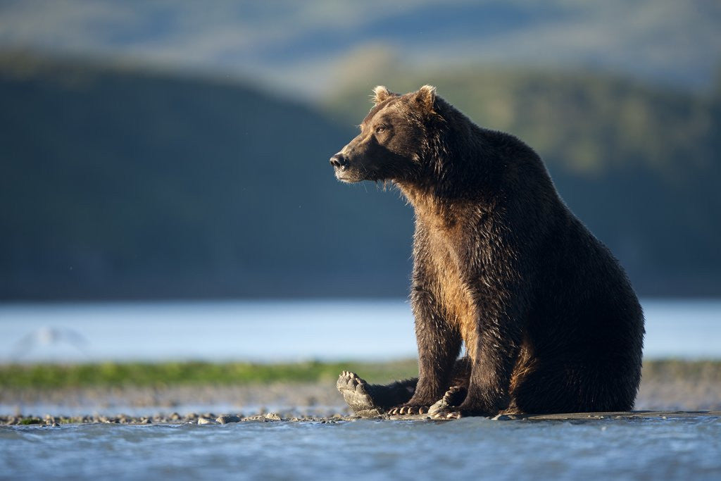 Detail of Brown Bear, Katmai National Park, Alaska by Anonymous
