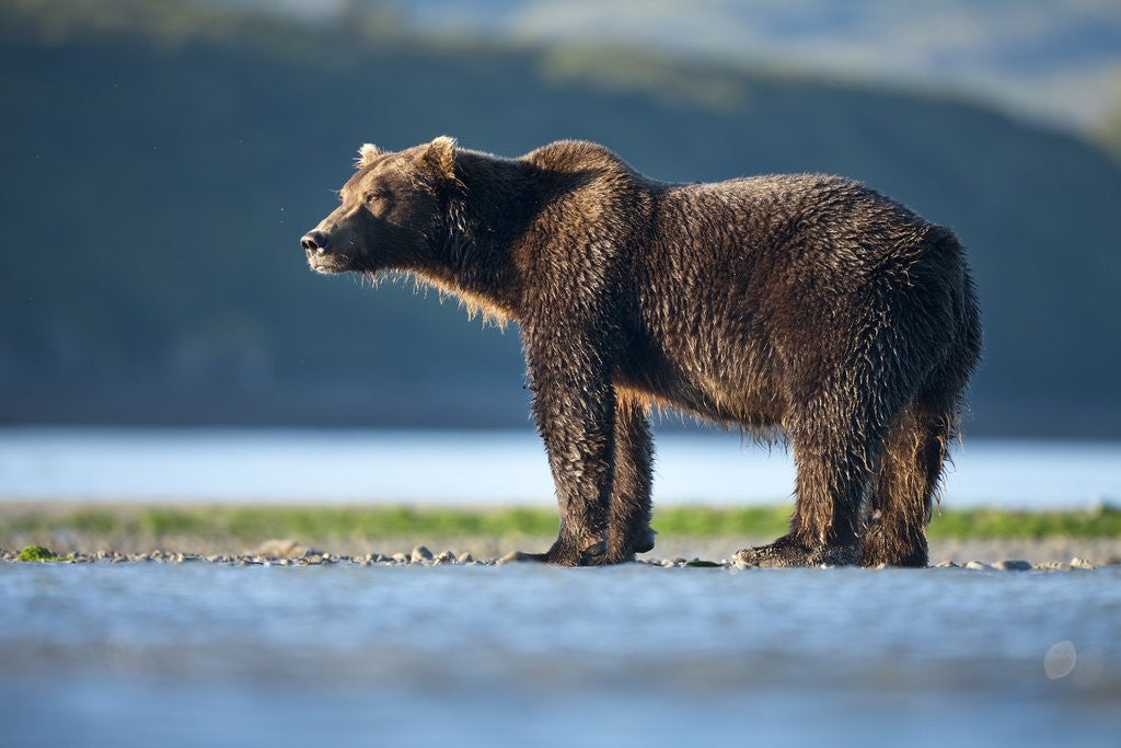 Detail of Brown Bear, Katmai National Park, Alaska by Anonymous