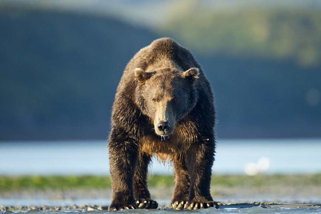 Detail of Brown Bear, Katmai National Park, Alaska by Anonymous