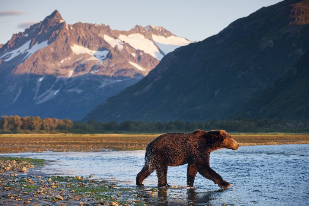 Detail of Brown Bear, Katmai National Park, Alaska by Anonymous