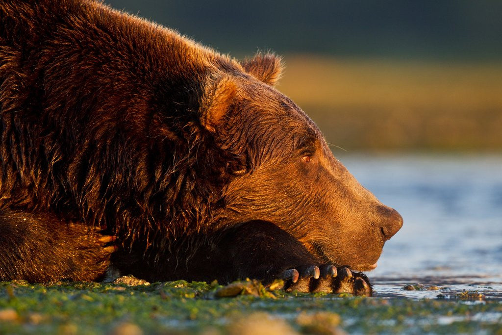 Detail of Brown Bear, Katmai National Park, Alaska by Anonymous