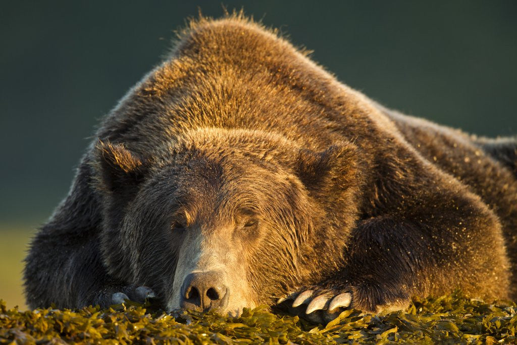 Detail of Brown Bear, Katmai National Park, Alaska by Anonymous