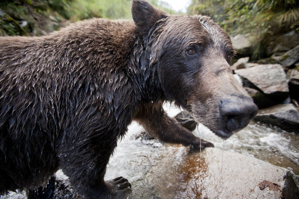 Detail of Brown Bear, Katmai National Park, Alaska by Anonymous