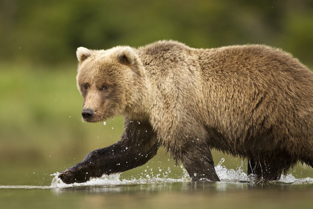 Detail of Brown Bear, Katmai National Park, Alaska by Anonymous