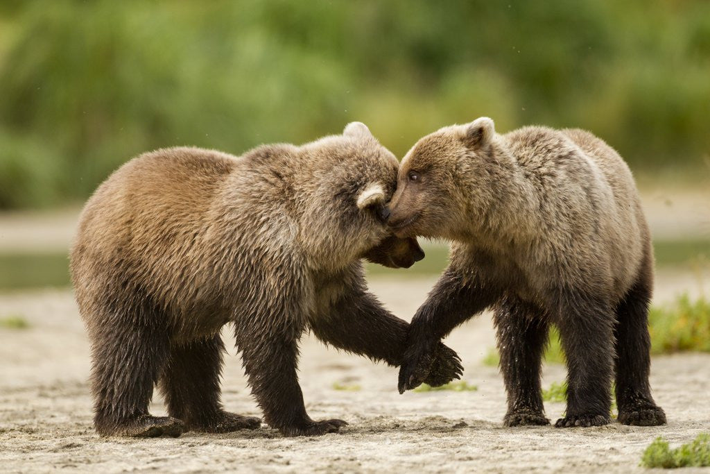 Detail of Brown Bear, Katmai National Park, Alaska by Anonymous
