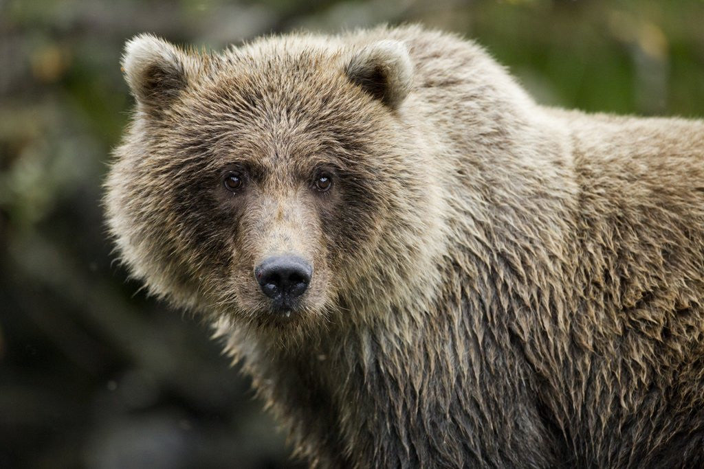 Detail of Brown Bear, Katmai National Park, Alaska by Anonymous