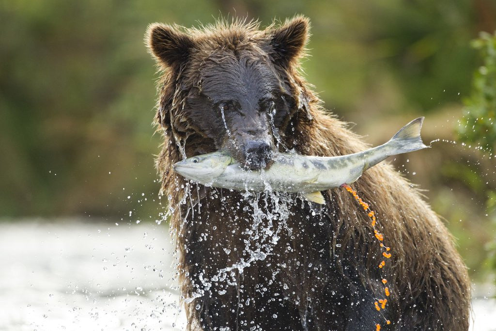 Detail of Brown Bear, Katmai National Park, Alaska by Anonymous