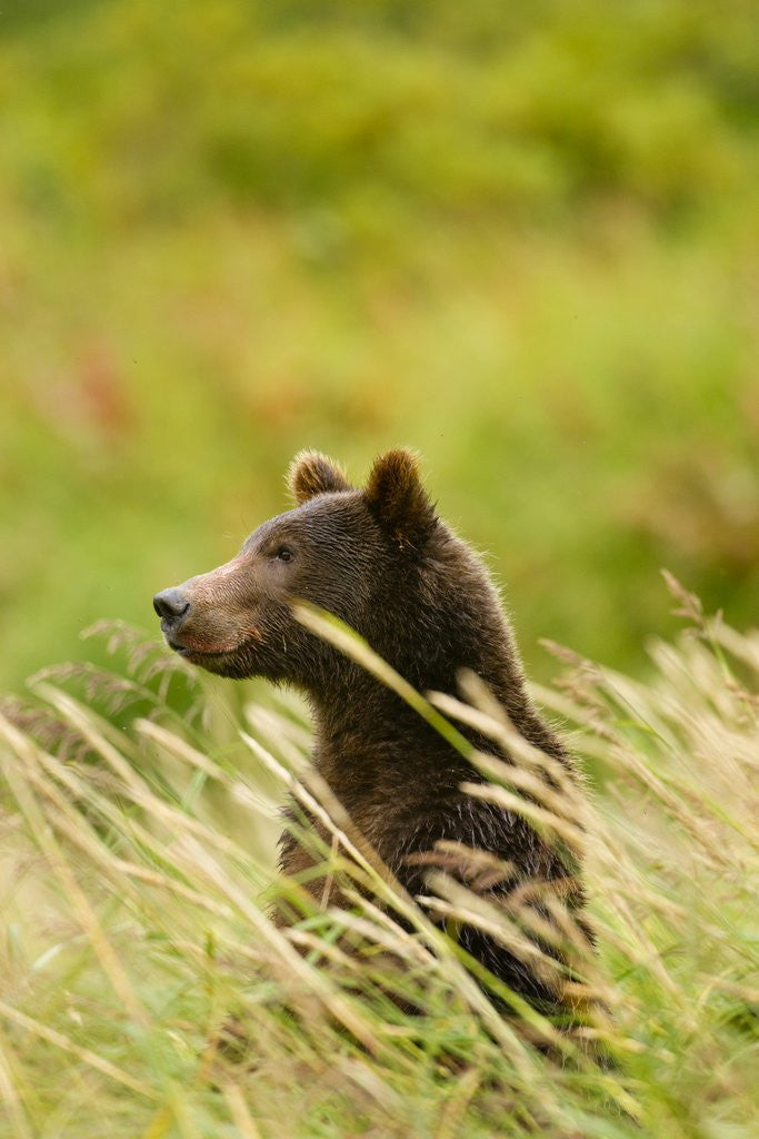 Detail of Brown Bear, Katmai National Park, Alaska by Anonymous