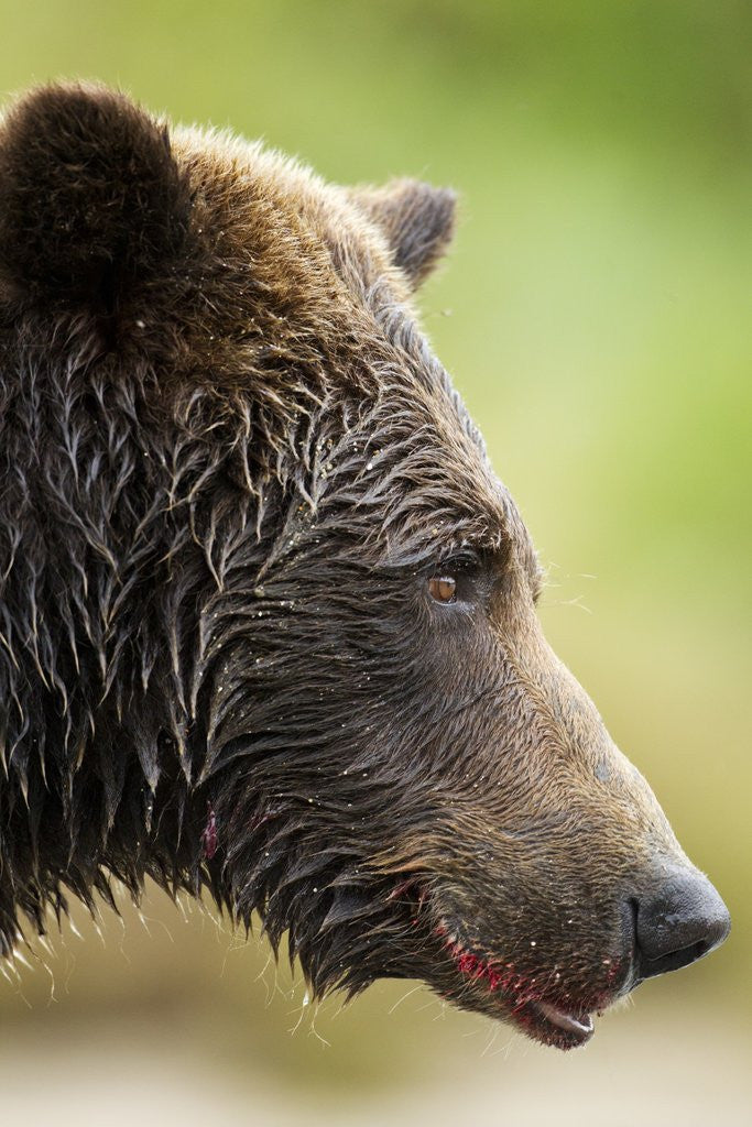 Detail of Brown Bear, Katmai National Park, Alaska by Anonymous