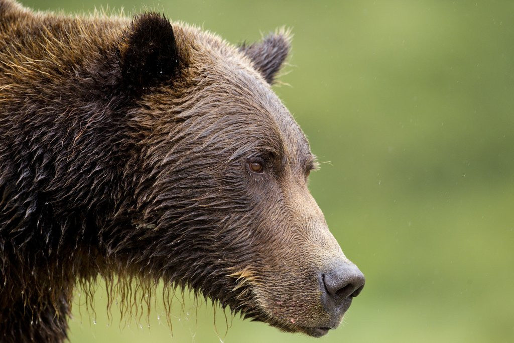 Detail of Brown Bear, Katmai National Park, Alaska by Anonymous