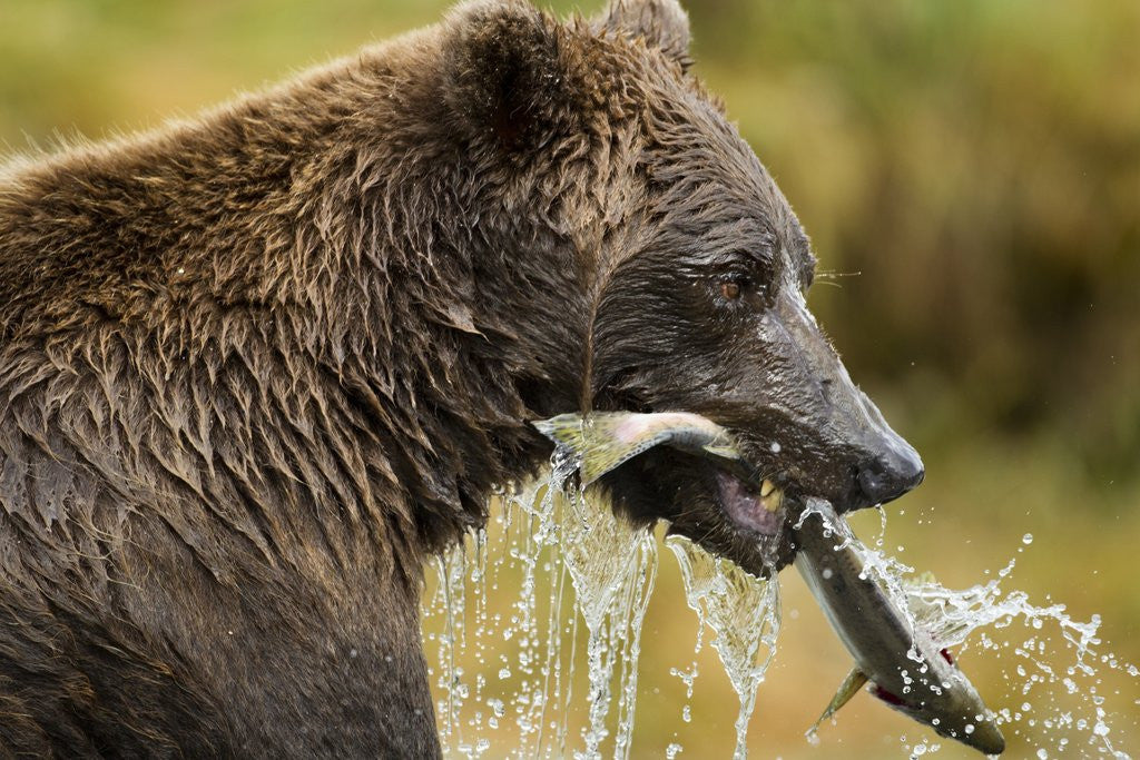 Detail of Brown Bear, Katmai National Park, Alaska by Anonymous