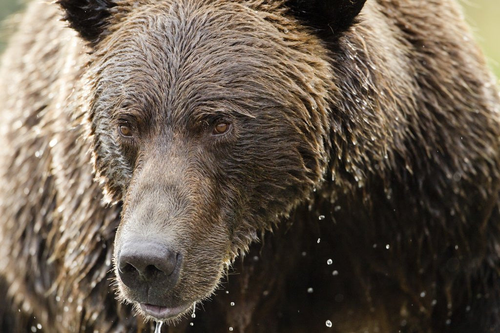 Detail of Brown Bear, Katmai National Park, Alaska by Anonymous