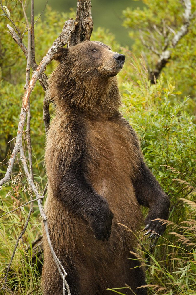 Detail of Brown Bear, Katmai National Park, Alaska by Anonymous