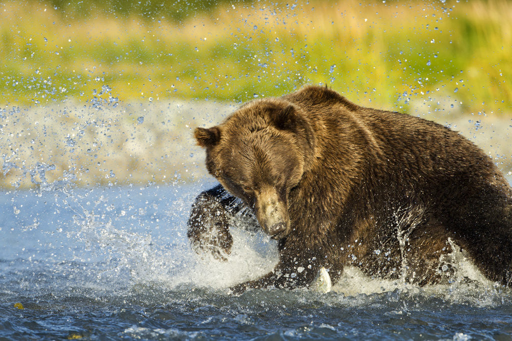 Detail of Brown Bear, Katmai National Park, Alaska by Anonymous