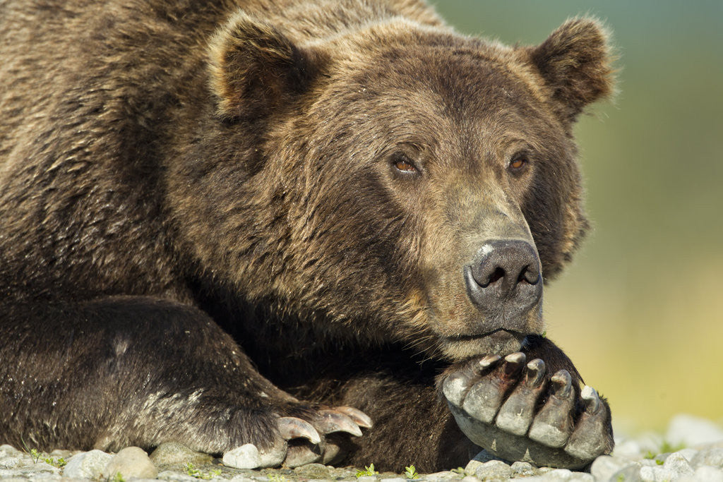 Detail of Brown Bear, Katmai National Park, Alaska by Anonymous