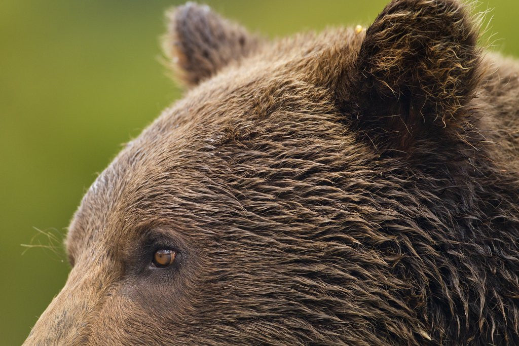 Detail of Brown Bear, Katmai National Park, Alaska by Anonymous