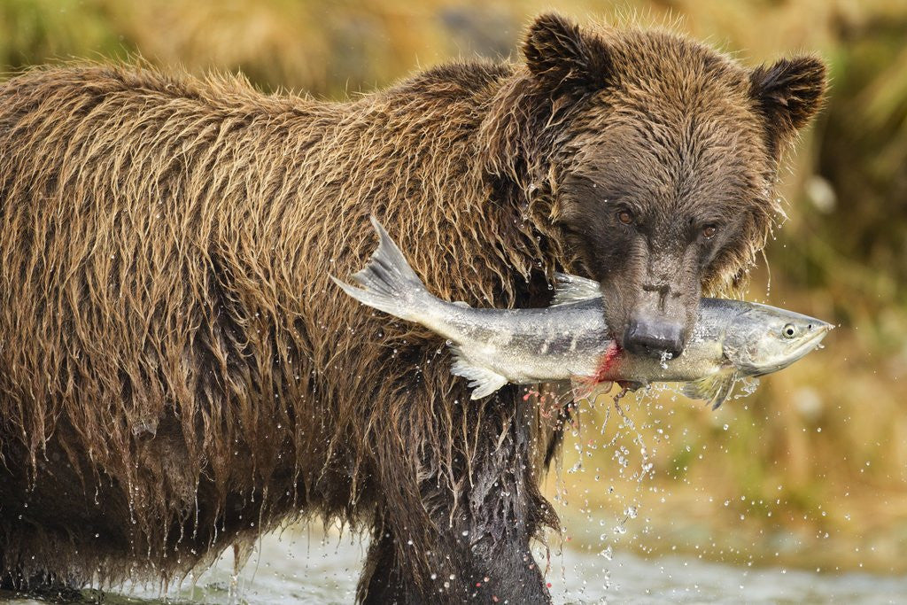 Detail of Brown Bear, Katmai National Park, Alaska by Anonymous