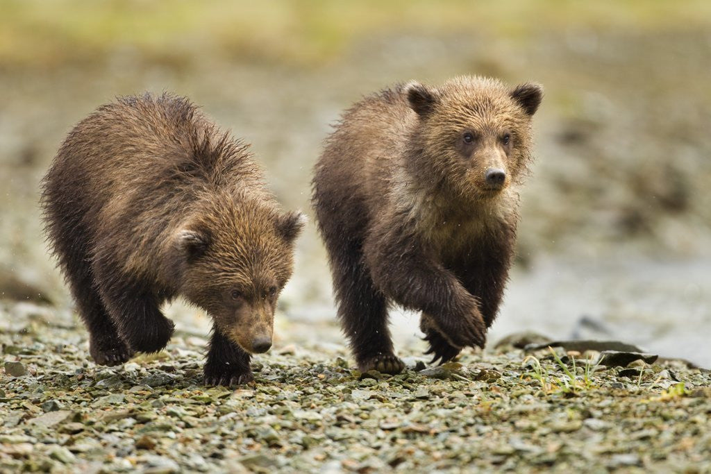 Detail of Brown Bear Cubs, Katmai National Park, Alaska by Anonymous