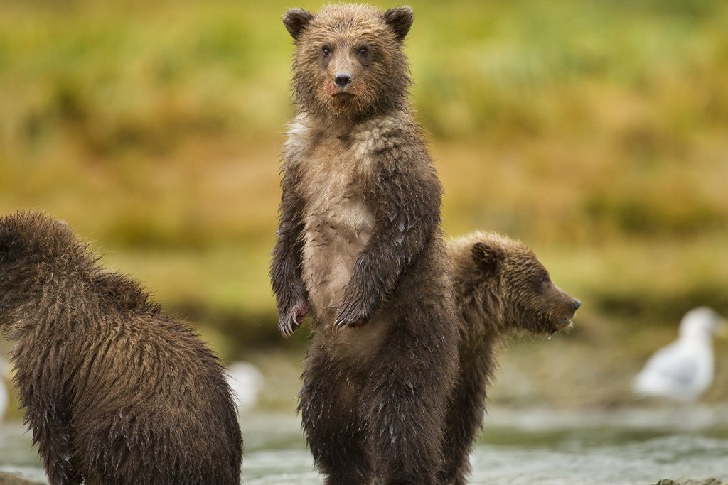 Detail of Brown Bear Cubs, Katmai National Park, Alaska by Anonymous