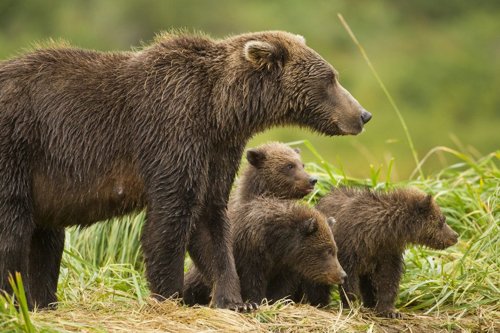 Detail of Brown Bear, Katmai National Park, Alaska by Anonymous